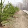 В 2019 году Октябрьский район украсили 760 деревьев-крупномеров