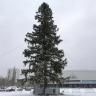 Площадь перед Дворцом спорта украсила новогодняя ель