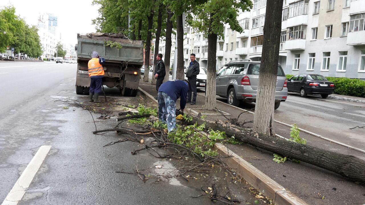 В Кировском районе Уфы ветер повалил 5 деревьев