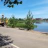 В парке «Кашкадан» продолжается посадка деревьев-крупномеров