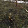 В сквере на бульваре Баландина вандалы сломали две молодые липы