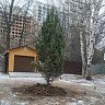 В одном из дворов Кировского района г. Уфа к новогодним праздникам высадили 6 метровую сосну