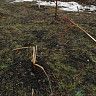 В сквере на бульваре Баландина вандалы сломали две молодые липы
