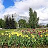 В Орджоникидзевском районе будет высажено около 16 тысяч цветов
